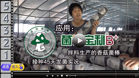 應用“菌諾寶利B+”拌料生產(chǎn)的香菇菌棒，接種45天發(fā)菌實況