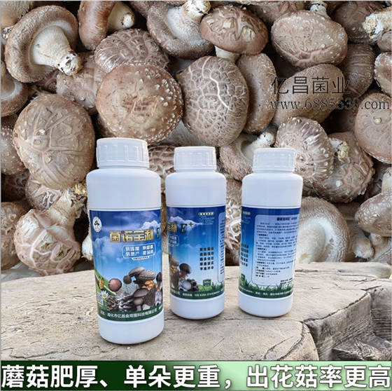 菌諾寶利E+：蘑菇肥厚、單朵更重，出花菇率更高