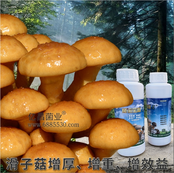 菌諾寶利E+：滑子菇增厚、增重、增效益