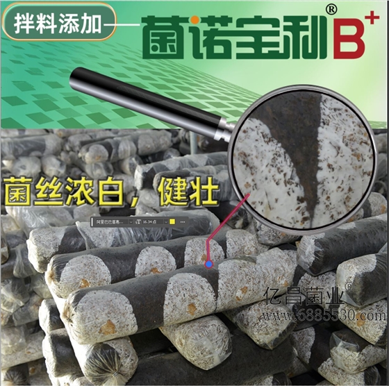 億昌菌業(yè)-菌諾寶利B+（網(wǎng)頁-2）菌絲濃白，健壯