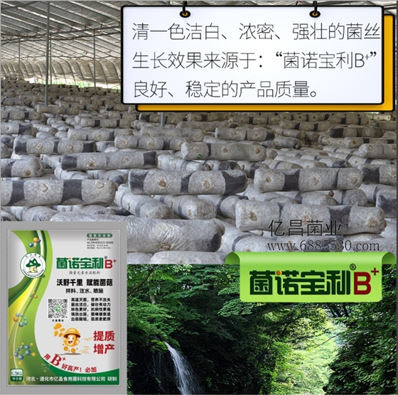 億昌菌業(yè)-菌諾寶利B+（網(wǎng)頁-6）清一色潔白、濃密、強壯的菌絲生長效果來源于：“菌諾寶利B+”良好、穩(wěn)定的產(chǎn)品質(zhì)量