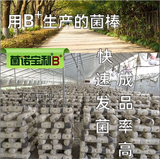 億昌菌業(yè)-菌諾寶利B+（網(wǎng)頁-7）B+生產(chǎn)的菌棒，快速發(fā)菌，成品率高
