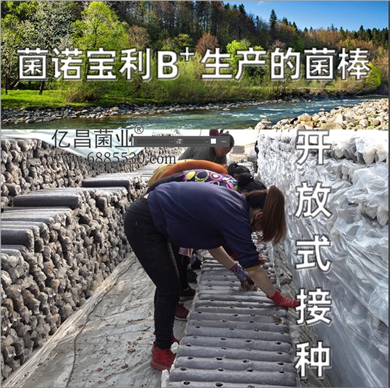 億昌菌業(yè)-菌諾寶利B+（網(wǎng)頁-9）開放式接種