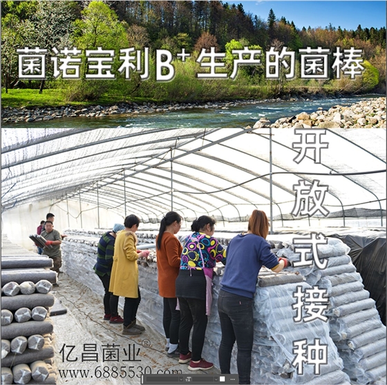 億昌菌業(yè)-菌諾寶利B+（網(wǎng)頁-10）開放式接種