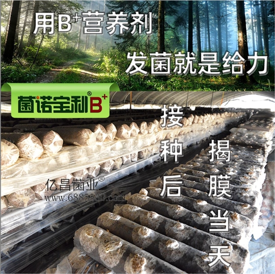 億昌菌業(yè)-菌諾寶利B+（網(wǎng)頁-14）添加B+營養(yǎng)劑，發(fā)菌就是給力