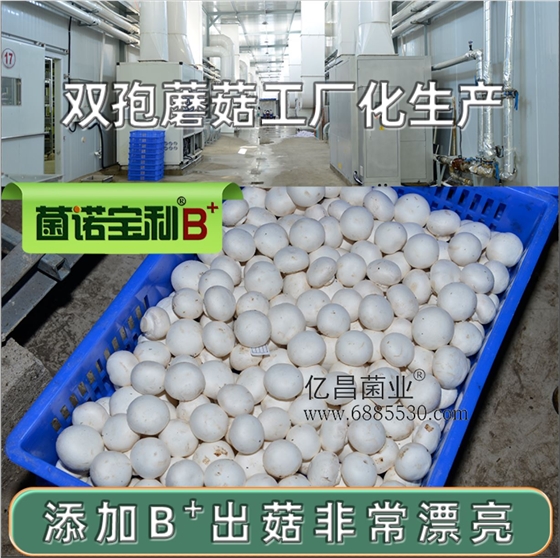億昌菌業(yè)-菌諾寶利B+（網(wǎng)頁-19）雙孢蘑菇工廠化生產(chǎn)，添加B+出菇非常漂亮