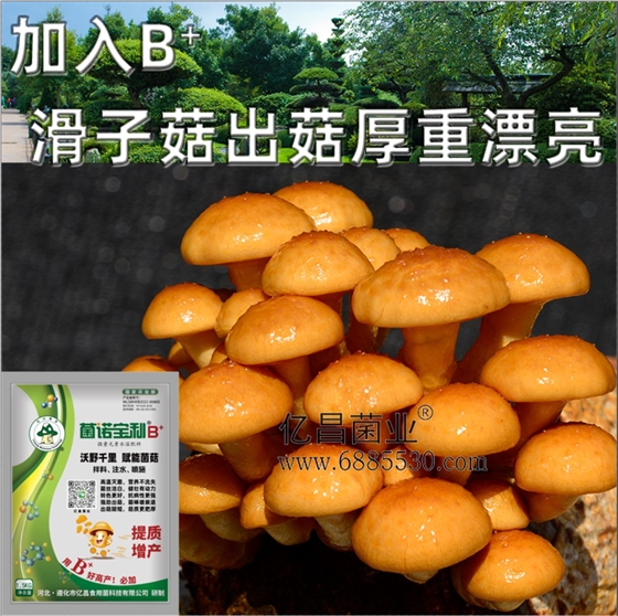 億昌菌業(yè)-菌諾寶利B+（網(wǎng)頁-21）加入B+滑子菇出菇厚重漂亮