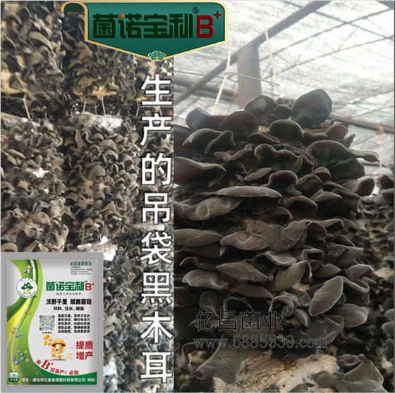 億昌菌業(yè)-菌諾寶利B+（網(wǎng)頁-23）生產(chǎn)吊袋黑木耳