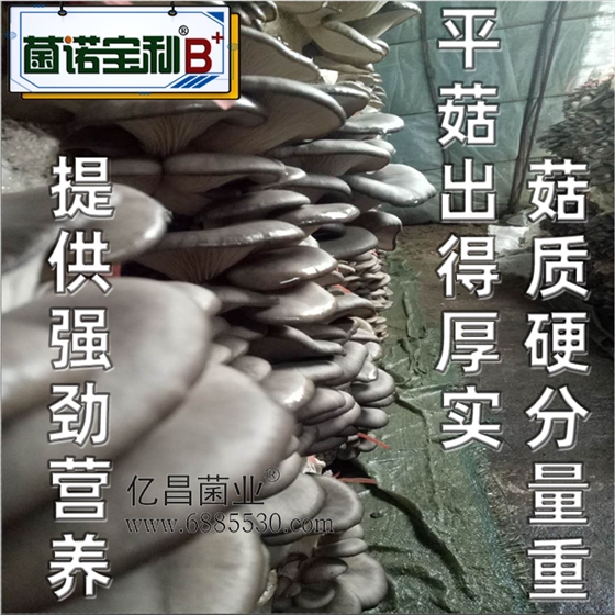 億昌菌業(yè)-菌諾寶利B+（網(wǎng)頁-24）提供強勁營養(yǎng)，平菇出得厚實，菇質(zhì)硬分量重