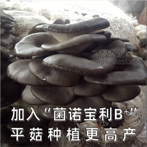 億昌菌業(yè)-菌諾寶利B+（網(wǎng)頁-25）加入“菌諾寶利B+”平菇種植更高產(chǎn)