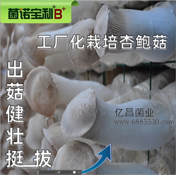 億昌菌業(yè)-菌諾寶利B+（網(wǎng)頁-28）工廠化栽培杏鮑菇，出菇健壯挺拔