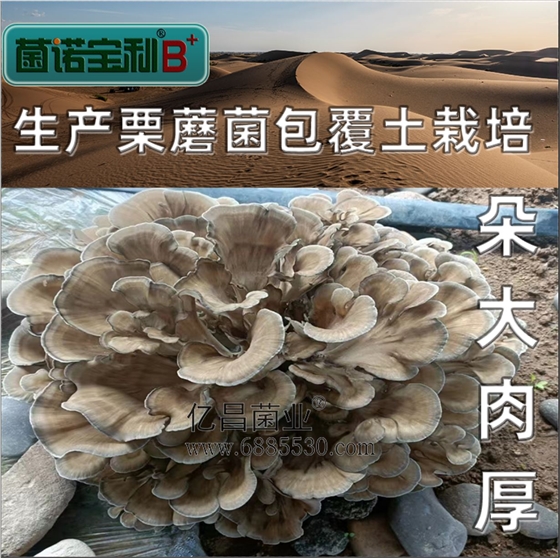 億昌菌業(yè)-菌諾寶利B+（網(wǎng)頁-29）覆土栽培栗蘑，朵大肉厚