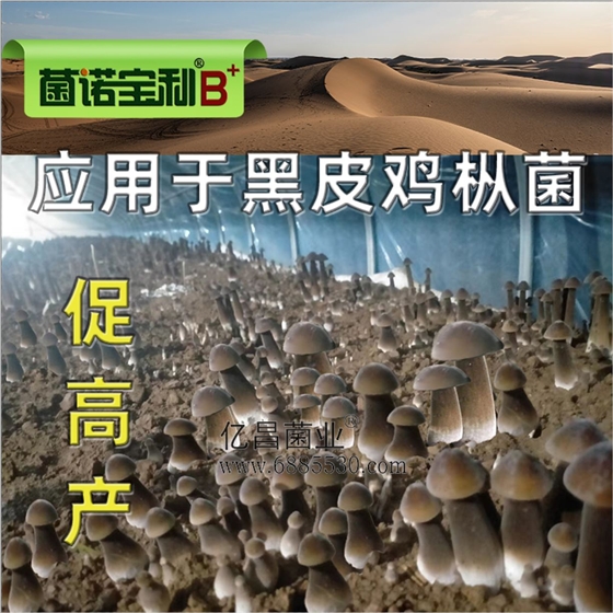 億昌菌業(yè)-菌諾寶利B+（網(wǎng)頁-32）應用于黑皮雞樅菌，促高產(chǎn)