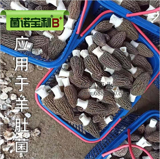 億昌菌業(yè)-菌諾寶利B+（網(wǎng)頁-34）應用于羊肚菌-2