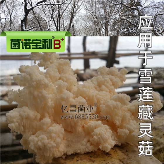 億昌菌業(yè)-菌諾寶利B+（網(wǎng)頁-36）應用于雪蓮藏靈菇