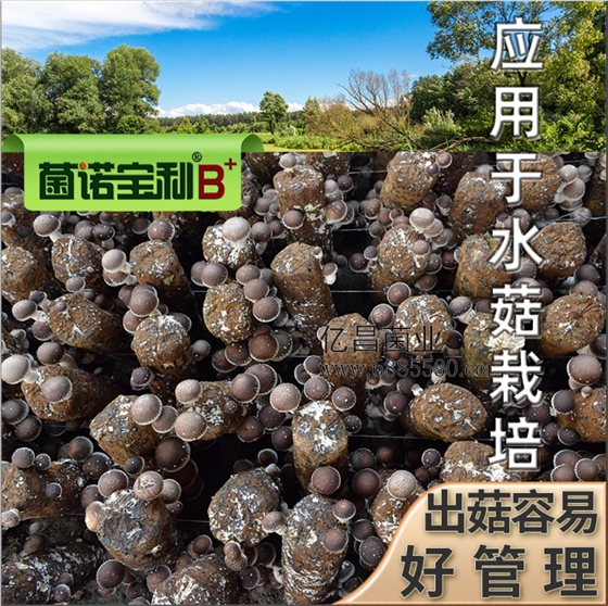 億昌菌業(yè)-菌諾寶利B+（網(wǎng)頁-40）應用于水菇栽培，出菇容易，好管理