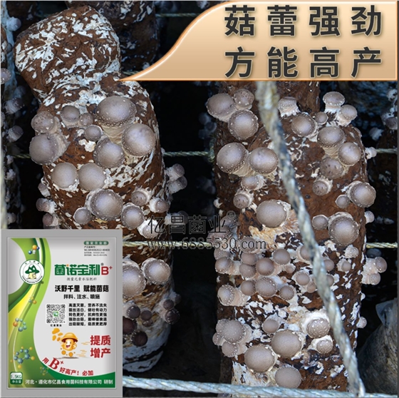 億昌菌業(yè)-菌諾寶利B+（網(wǎng)頁-41）菇蕾強勁，方能高產(chǎn)