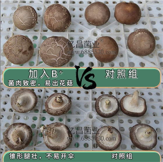 億昌菌業(yè)-菌諾寶利B+（網(wǎng)頁-43）香菇對比