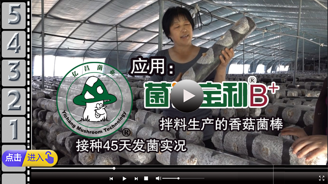 應用“菌諾寶利B+”拌料生產(chǎn)的香菇菌棒，接種45天發(fā)菌實況