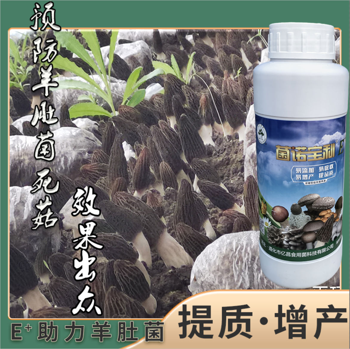 菌諾寶利E+：預防羊肚菌死菇，效果出眾