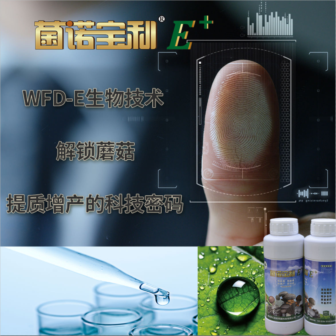 菌諾寶利E+：WFD-E生物技術，解鎖蘑菇提質(zhì)增產(chǎn)的科技密碼