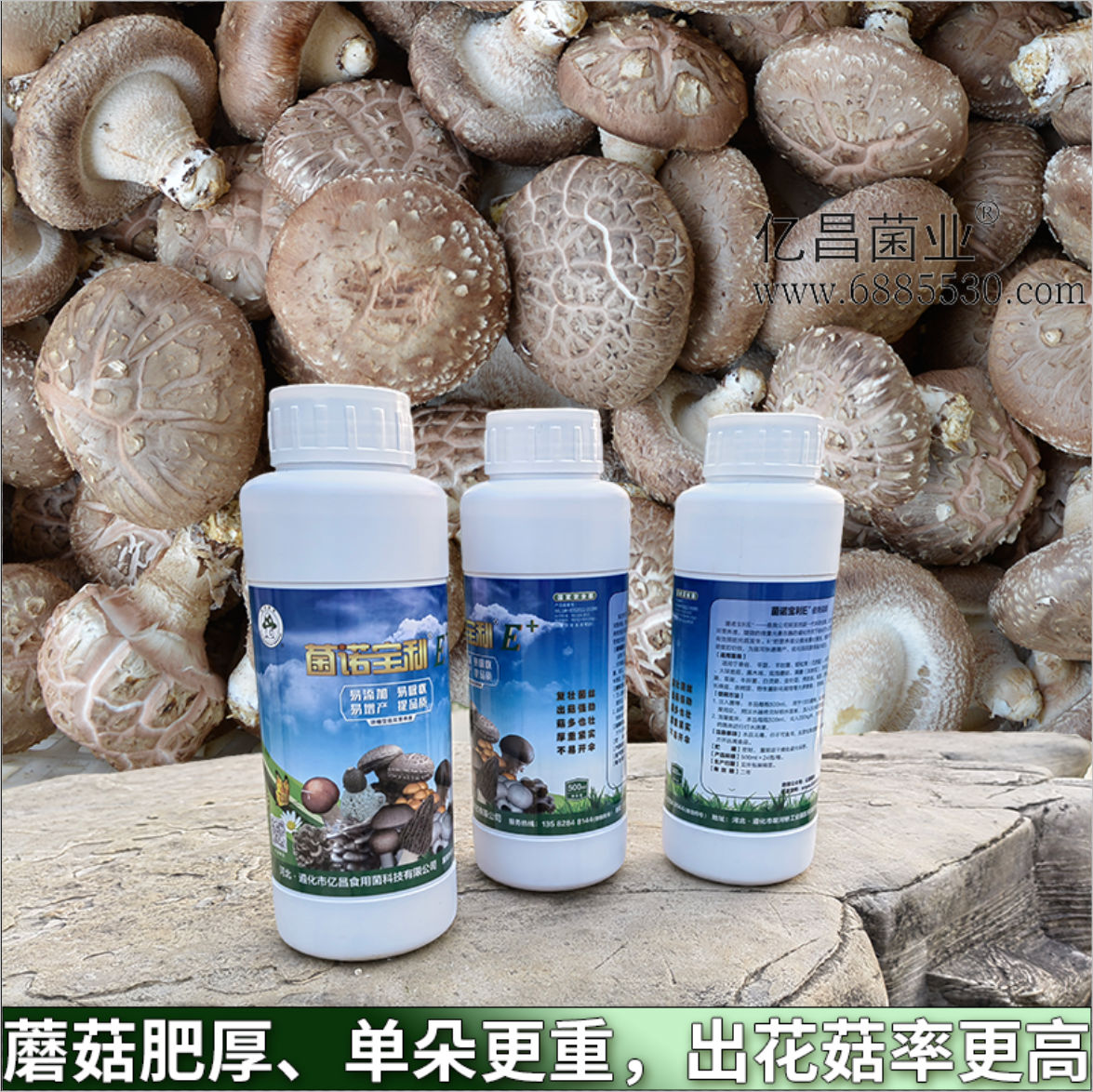 菌諾寶利E+：蘑菇肥厚、單朵更重，出花菇率更高