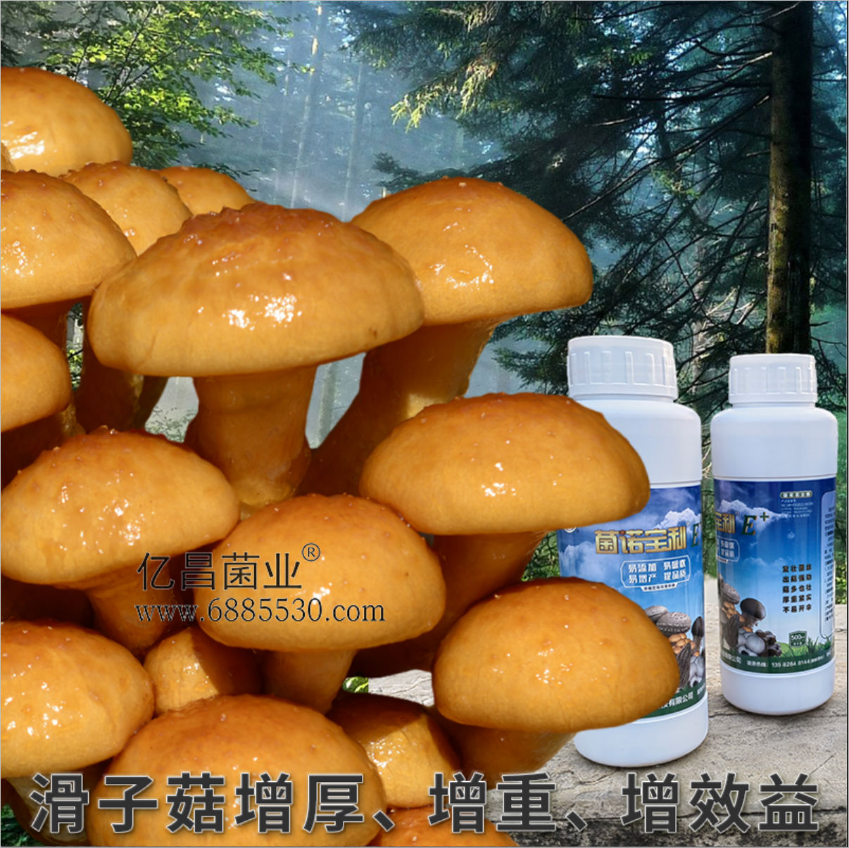 菌諾寶利E+：滑子菇增厚、增重、增效益