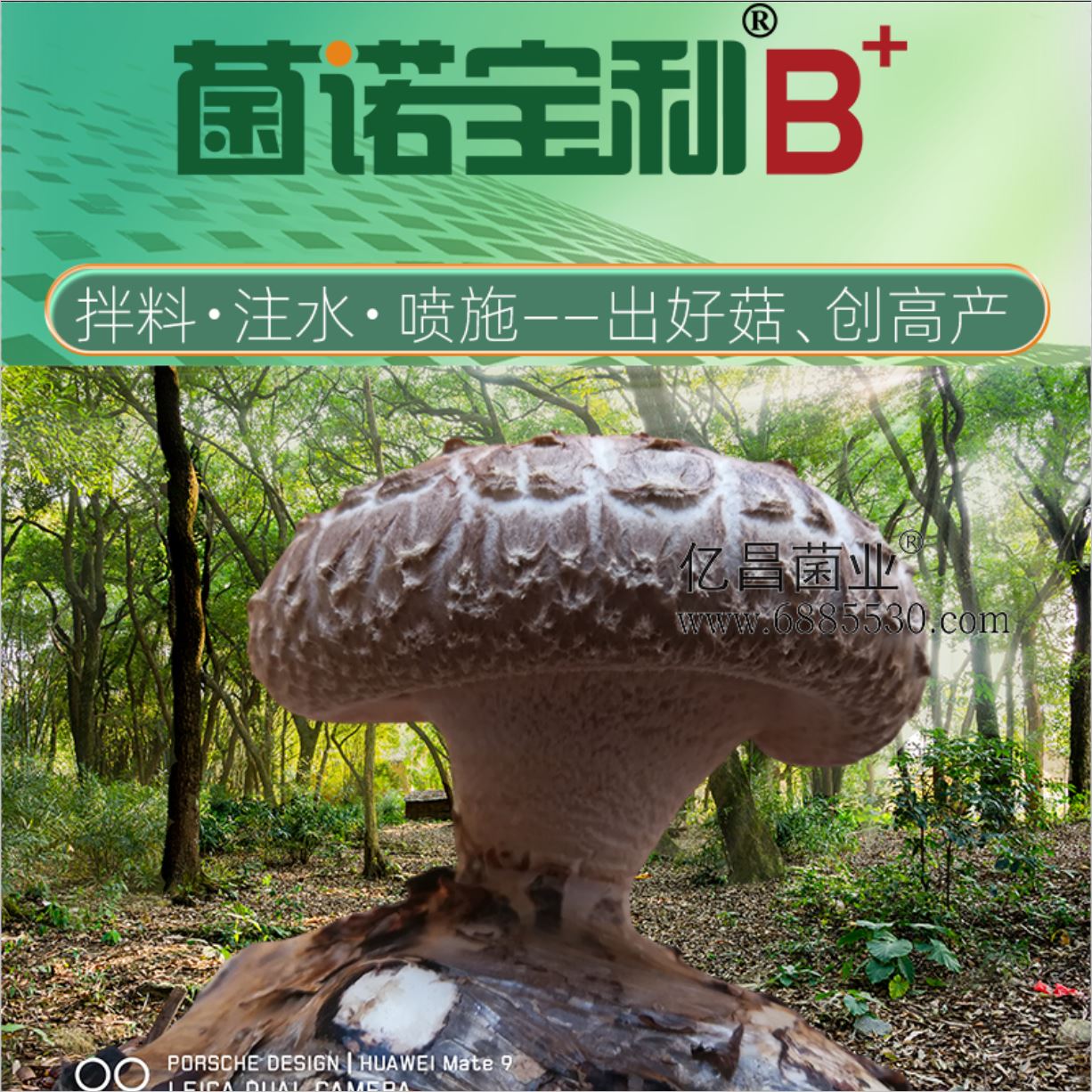 億昌菌業(yè)-菌諾寶利B+（網(wǎng)頁-1拌料+注水+噴施）出好菇、創(chuàng)高產(chǎn)