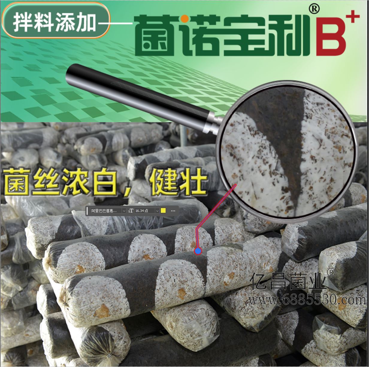 億昌菌業(yè)-菌諾寶利B+（網(wǎng)頁-2）菌絲濃白，健壯