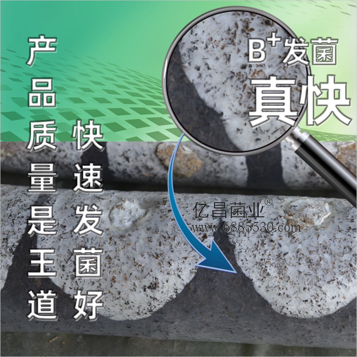 億昌菌業(yè)-菌諾寶利B+（網(wǎng)頁-4）產(chǎn)品質量是王道，快速發(fā)菌好，發(fā)菌真快
