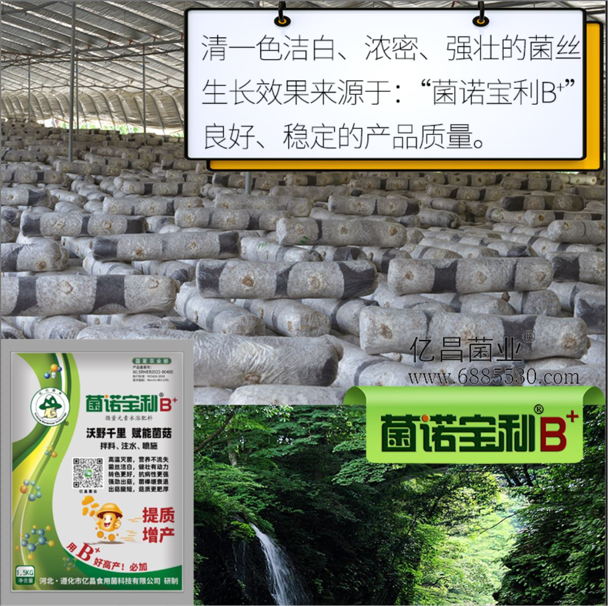 億昌菌業(yè)-菌諾寶利B+（網(wǎng)頁-6）清一色潔白、濃密、強壯的菌絲生長效果來源于：“菌諾寶利B+”良好、穩(wěn)定的產(chǎn)品質量