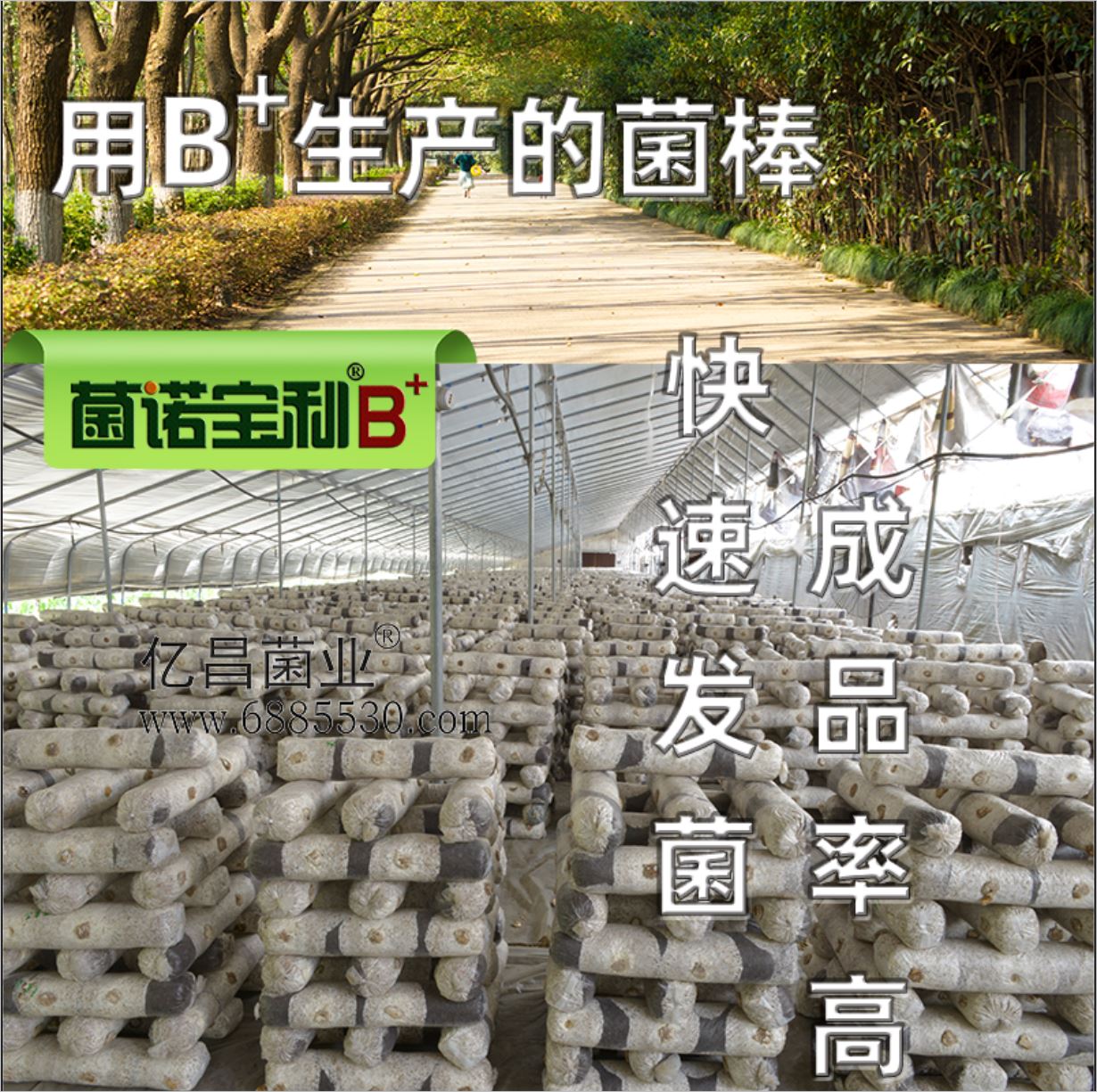 億昌菌業(yè)-菌諾寶利B+（網(wǎng)頁-7）B+生產(chǎn)的菌棒，快速發(fā)菌，成品率高