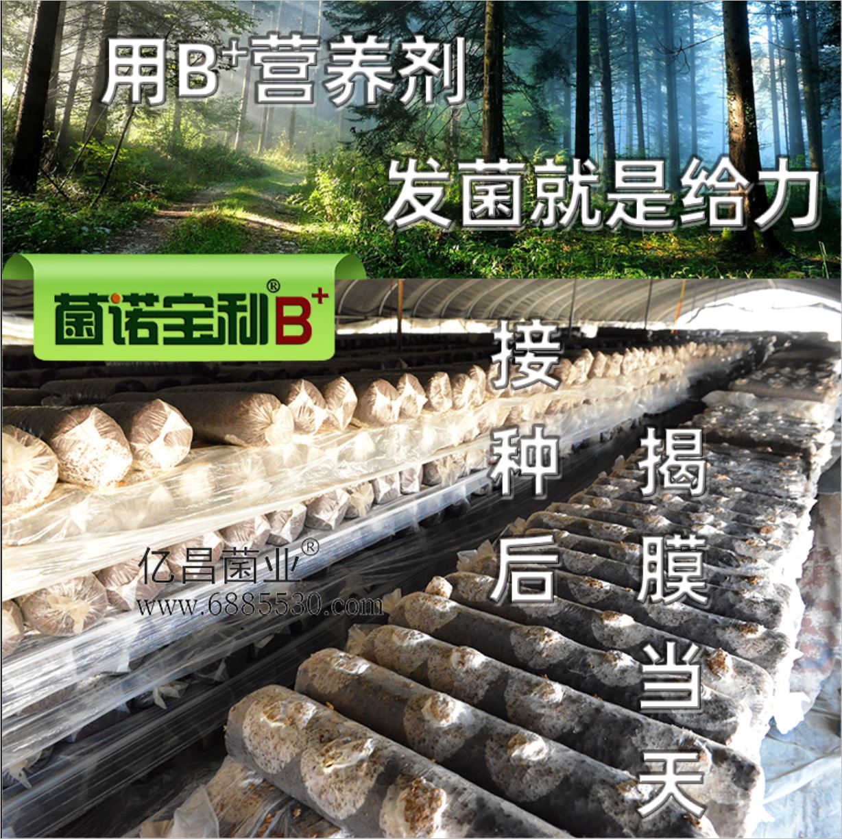 億昌菌業(yè)-菌諾寶利B+（網(wǎng)頁-14）添加B+營養(yǎng)劑，發(fā)菌就是給力