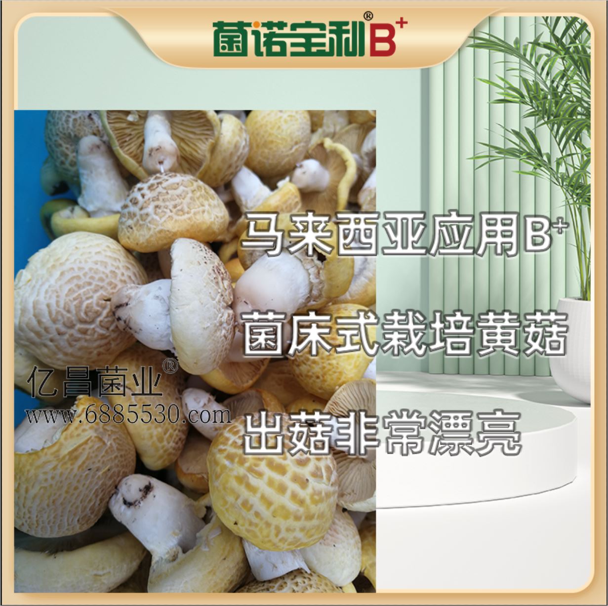 億昌菌業(yè)-菌諾寶利B+（網(wǎng)頁-16）馬來西亞應用B+菌床式照片黃菇，出菇非常漂亮