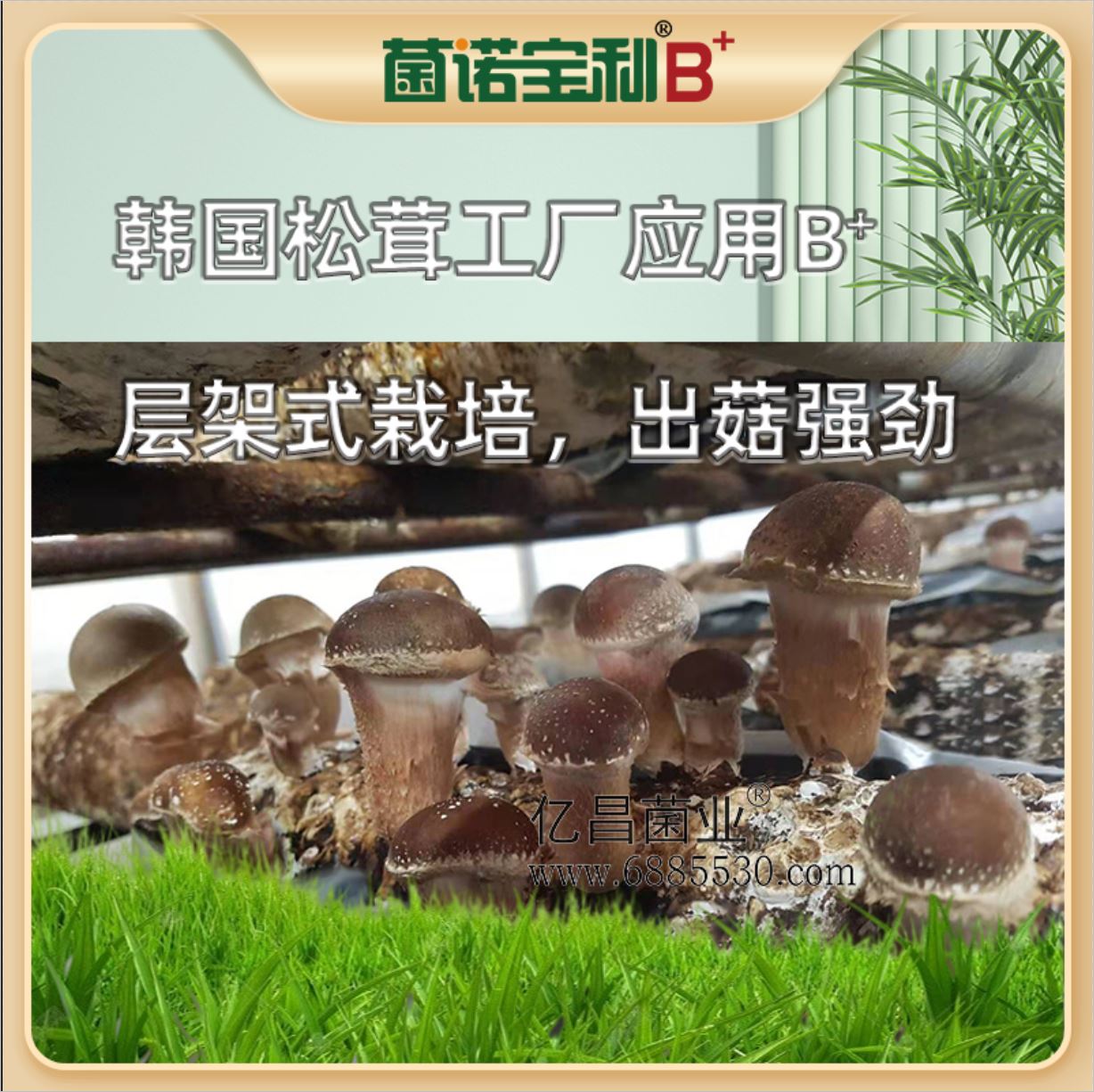 億昌菌業(yè)-菌諾寶利B+（網(wǎng)頁-17）韓國松茸工廠應用B+層架式栽培，出菇強勁