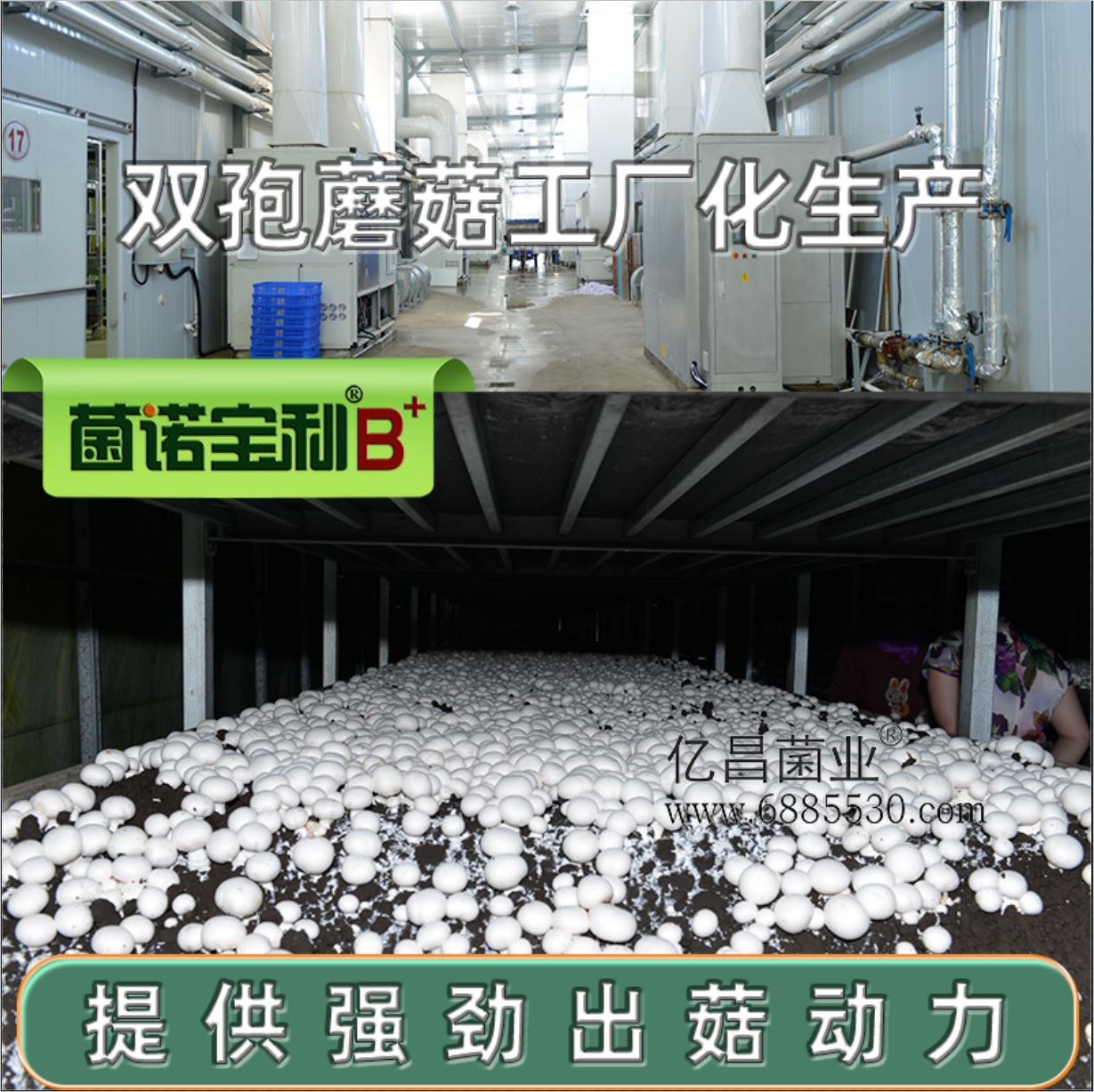 億昌菌業(yè)-菌諾寶利B+（網(wǎng)頁-18） 雙孢蘑菇工廠化生產(chǎn)，菌諾寶利B+提供強勁出菇動力