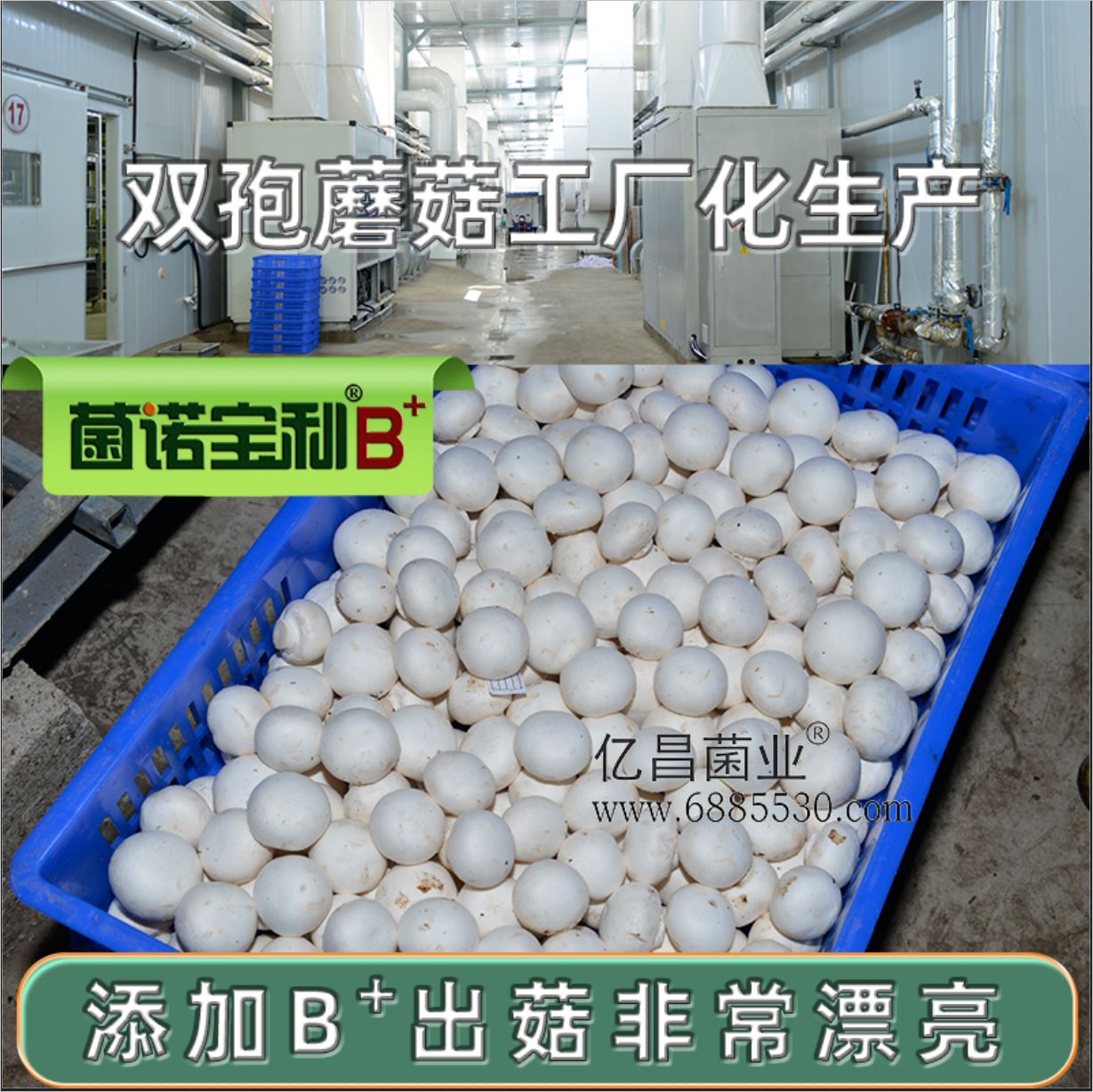 億昌菌業(yè)-菌諾寶利B+（網(wǎng)頁-19）雙孢蘑菇工廠化生產(chǎn)，添加B+出菇非常漂亮