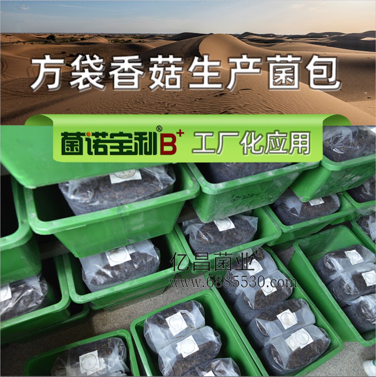 億昌菌業(yè)-菌諾寶利B+（網(wǎng)頁-20）方袋香菇生產(chǎn)菌包，菌諾寶利B+工廠化應用