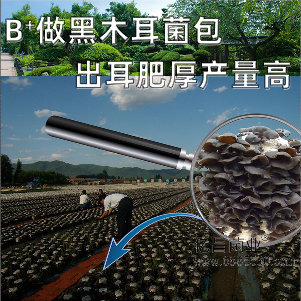 億昌菌業(yè)-菌諾寶利B+（網(wǎng)頁-22）B+做黑木耳菌包，出耳肥厚產(chǎn)量高