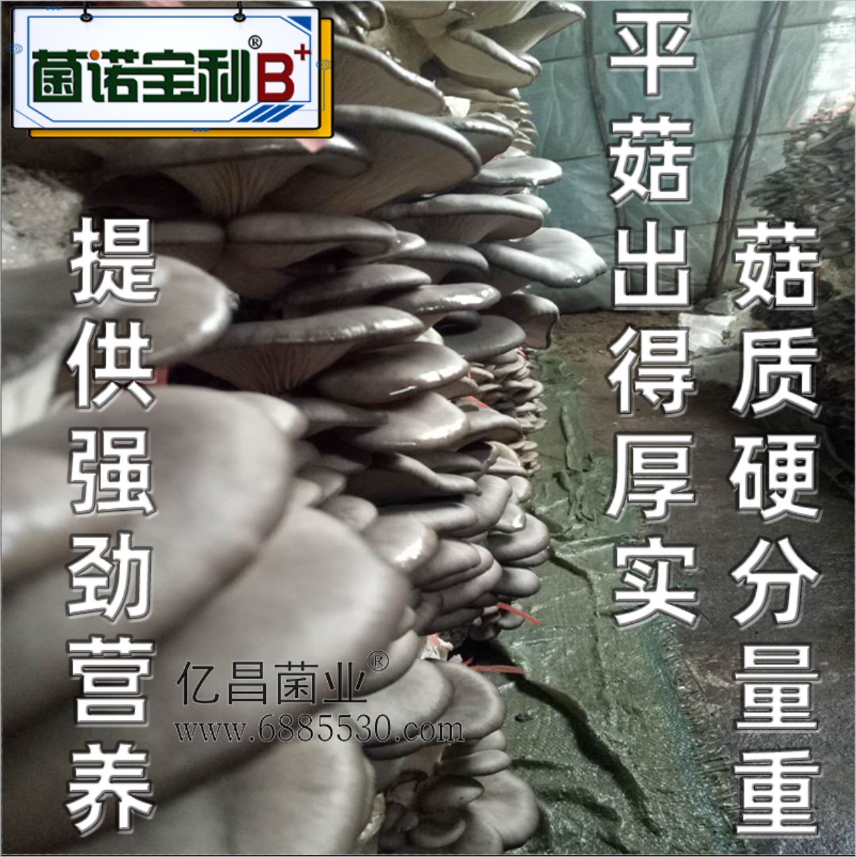 億昌菌業(yè)-菌諾寶利B+（網(wǎng)頁-24）提供強勁營養(yǎng)，平菇出得厚實，菇質硬分量重