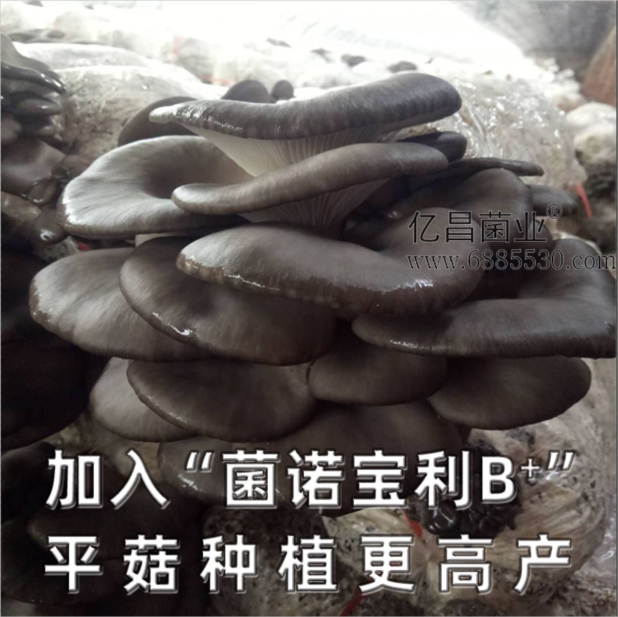 億昌菌業(yè)-菌諾寶利B+（網(wǎng)頁-25）加入“菌諾寶利B+”平菇種植更高產(chǎn)