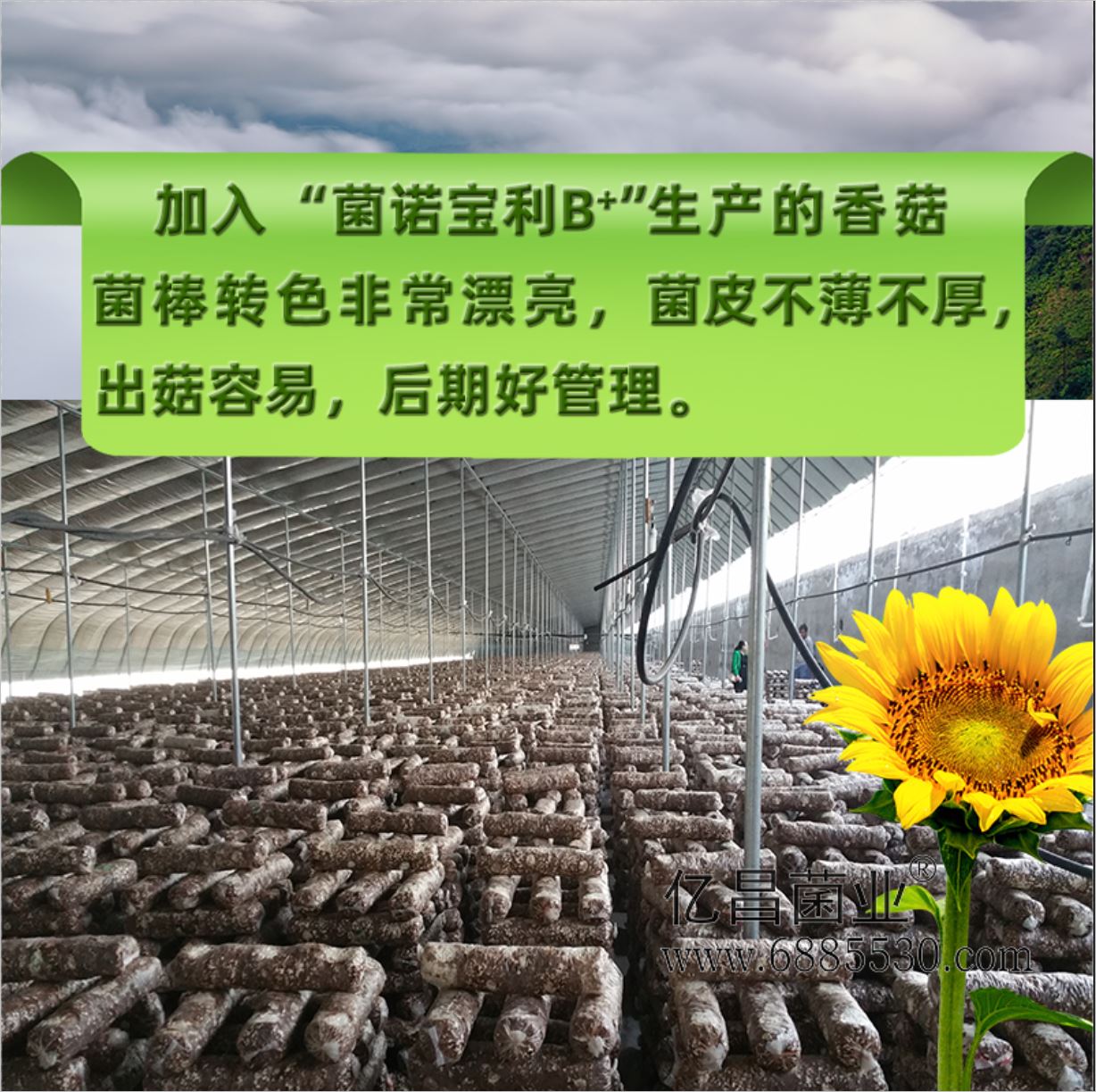 億昌菌業(yè)-菌諾寶利B+（網(wǎng)頁-26）加入“菌諾寶利B+”生產(chǎn)的香菇菌棒轉色非常漂亮，均比不播不厚，出菇容易，后期好管理