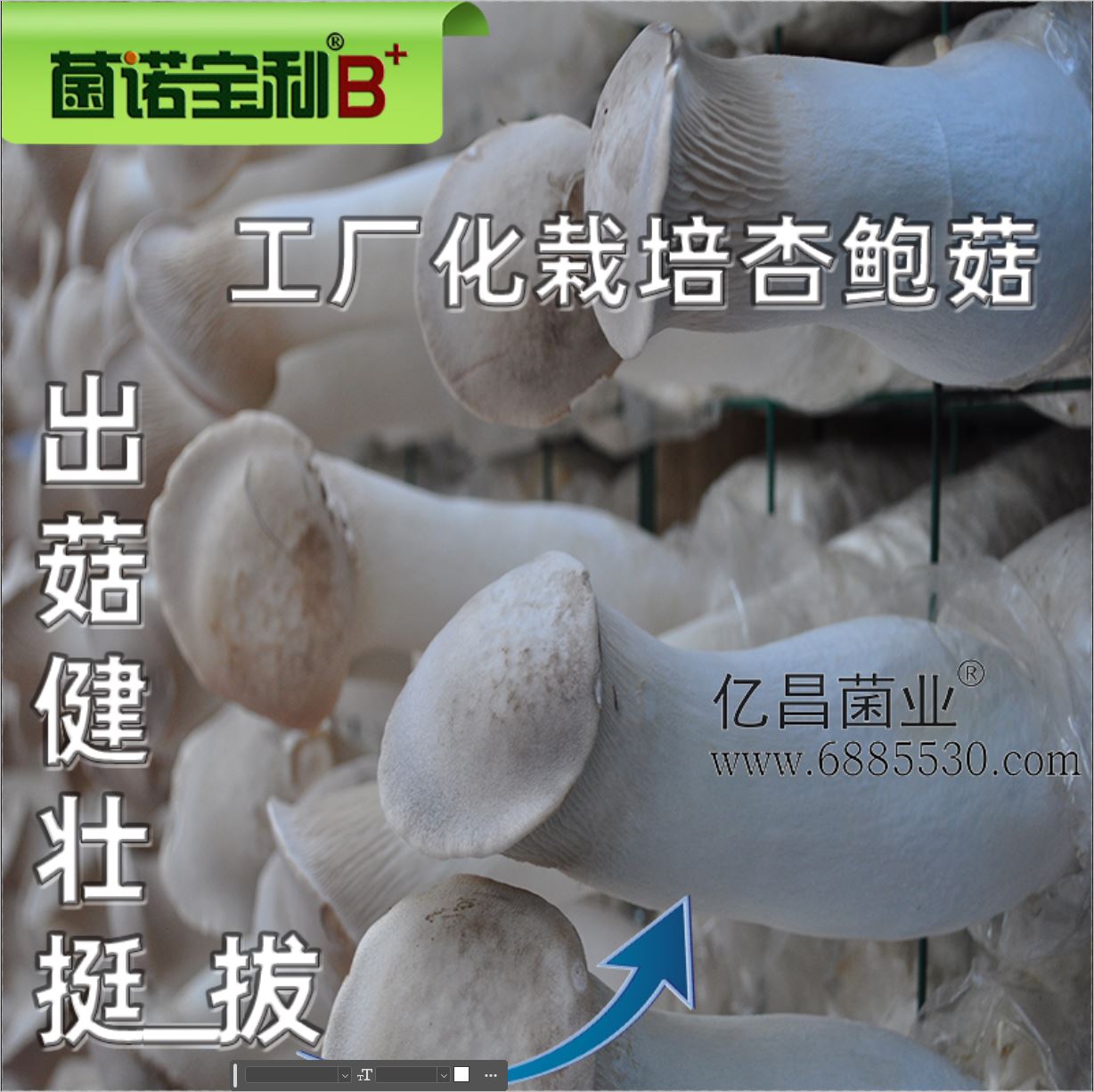 億昌菌業(yè)-菌諾寶利B+（網(wǎng)頁-28）工廠化栽培杏鮑菇，出菇健壯挺拔
