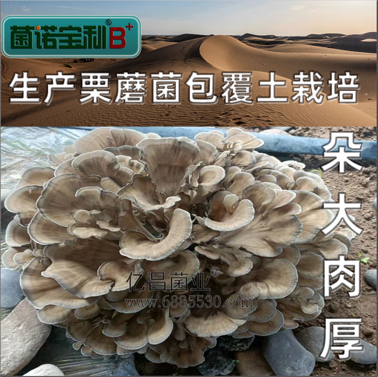 億昌菌業(yè)-菌諾寶利B+（網(wǎng)頁-29）覆土栽培栗蘑，朵大肉厚