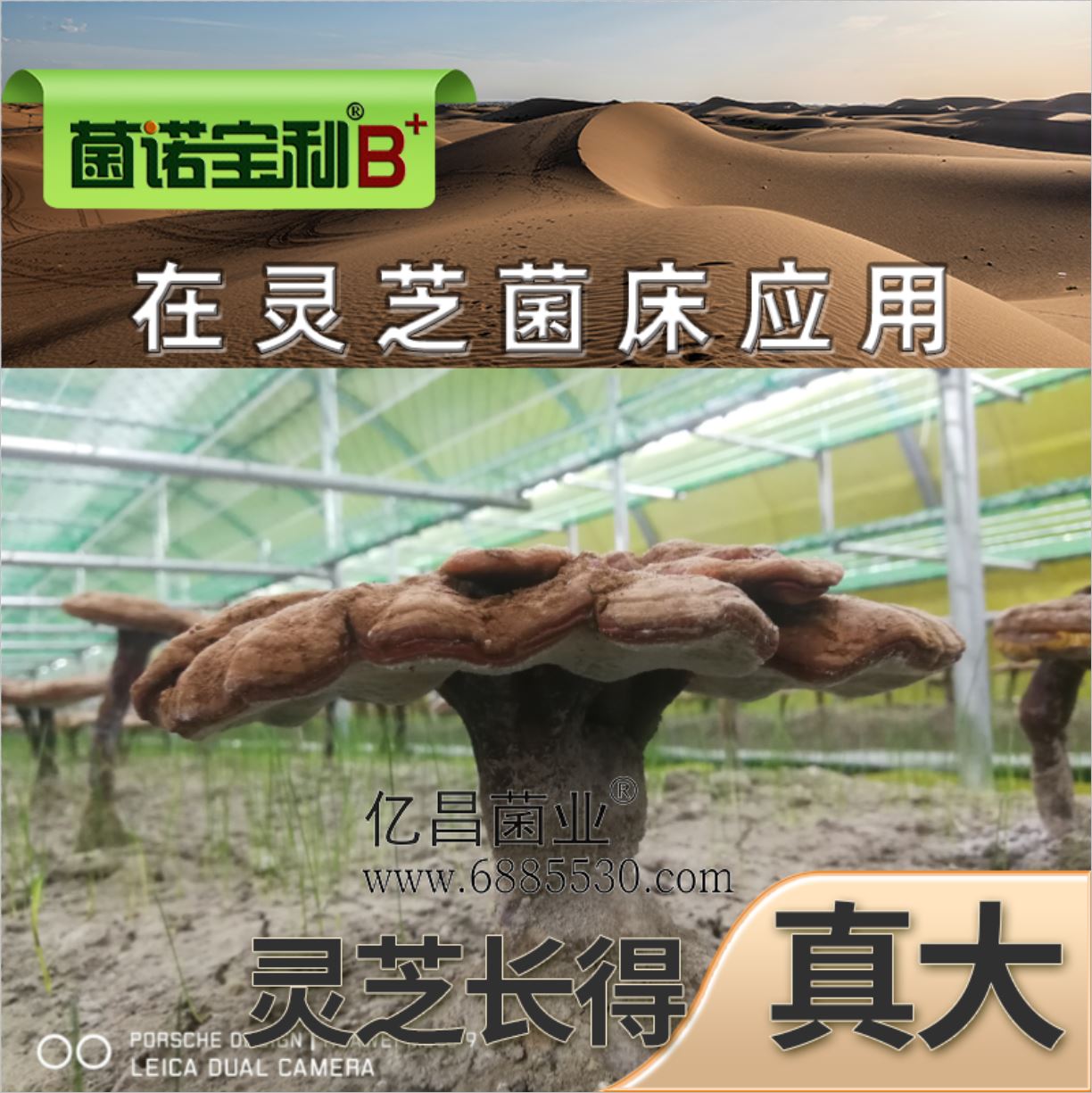 億昌菌業(yè)-菌諾寶利B+（網(wǎng)頁-31）在靈芝菌床應用，靈芝長得真大