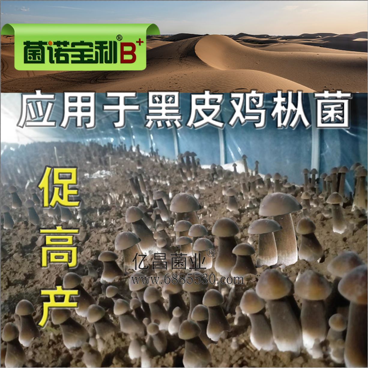億昌菌業(yè)-菌諾寶利B+（網(wǎng)頁-32）應用于黑皮雞樅菌，促高產(chǎn)