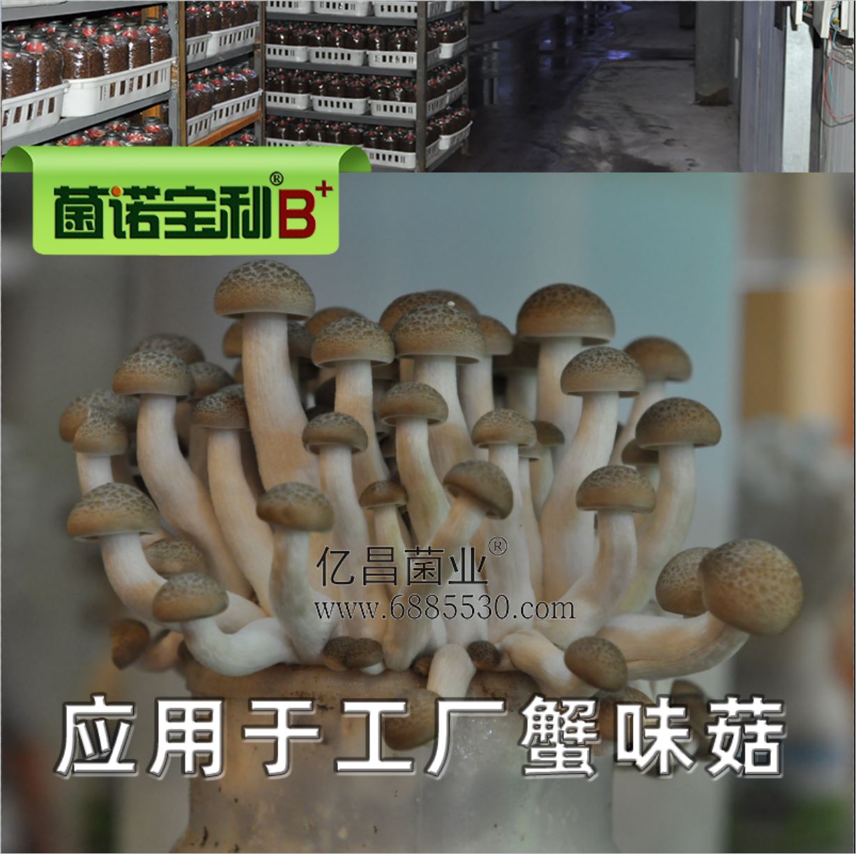 億昌菌業(yè)-菌諾寶利B+（網(wǎng)頁-35）應用于工廠蟹味菇