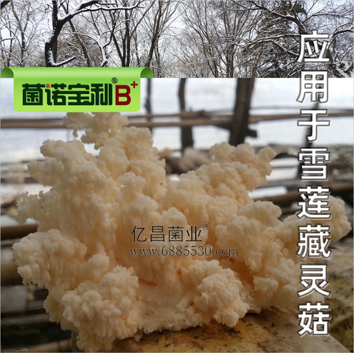 億昌菌業(yè)-菌諾寶利B+（網(wǎng)頁-36）應用于雪蓮藏靈菇