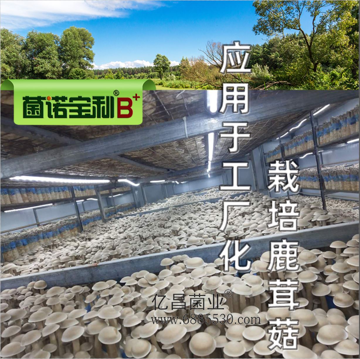 億昌菌業(yè)-菌諾寶利B+（網(wǎng)頁-37）應用于工廠化栽培鹿茸菇