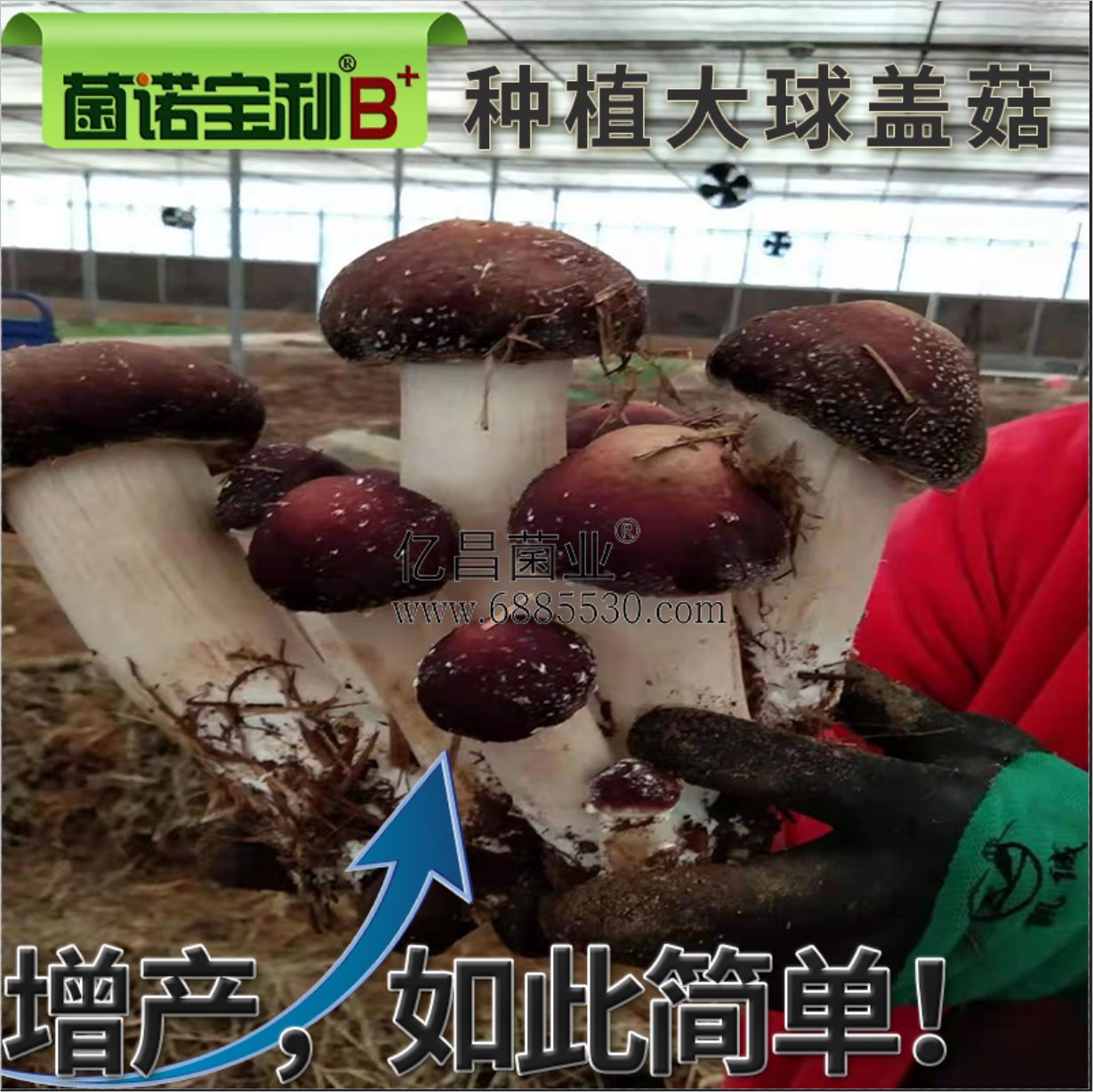億昌菌業(yè)-菌諾寶利B+（網(wǎng)頁-38）種植大球蓋菇，高產(chǎn)如此簡單